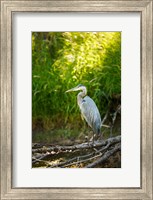 Great Blue Heron, Washington State Fine Art Print