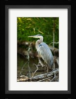 Washington State, Great Blue Heron Fine Art Print