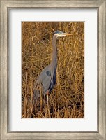 Washington, Seattle, Discovery Park Great Blue Heron Fine Art Print