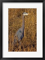 Washington, Seattle, Discovery Park Great Blue Heron Fine Art Print