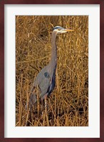 Washington, Seattle, Discovery Park Great Blue Heron Fine Art Print