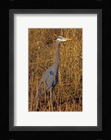 Washington, Seattle, Discovery Park Great Blue Heron Fine Art Print