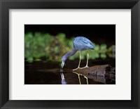 Little Blue Heron Fine Art Print