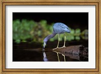 Little Blue Heron Fine Art Print