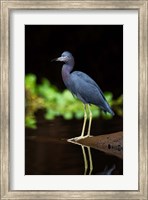 Little Blue Heron, Costa Rica Fine Art Print