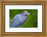 Little Blue Heron), Tortuguero, Costa Rica Fine Art Print