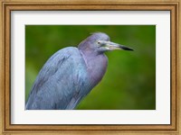 Little Blue Heron), Tortuguero, Costa Rica Fine Art Print