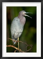 Little Blue Heron (Egretta caerulea), Tortuguero, Costa Rica Fine Art Print