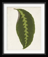 Graphic Leaf I Fine Art Print