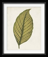 Graphic Leaf II Fine Art Print