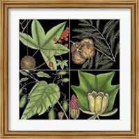 Graphic Botanical Grid III Fine Art Print