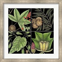 Graphic Botanical Grid III Fine Art Print
