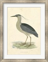 Vintage Night Heron Fine Art Print
