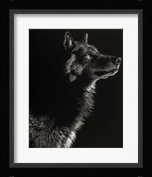 Scratchboard Wolf II Fine Art Print