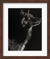 Scratchboard Wolf II Fine Art Print
