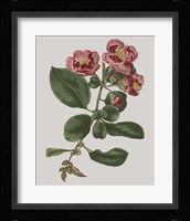 Floral Gems I Fine Art Print