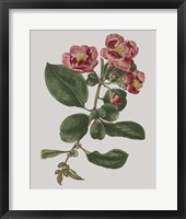 Floral Gems I Framed Print