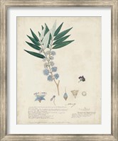 Delicate Blue Descubes I Fine Art Print