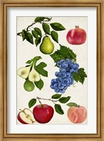 Fruit Collection I Fine Art Print