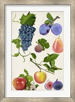 Fruit Collection II Fine Art Print