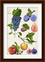 Fruit Collection II Fine Art Print
