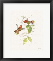 Colorful Hummingbirds II Framed Print