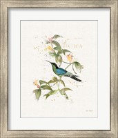 Colorful Hummingbirds IV Fine Art Print