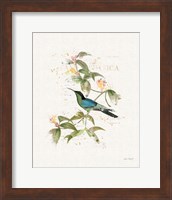 Colorful Hummingbirds IV Fine Art Print