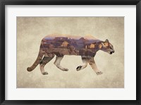 Arizona Mountain Lion Framed Print