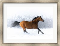 Pop of Color Running Horse Fine Art Print