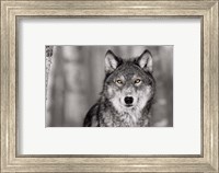 Pop of Color Wolf Fine Art Print