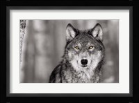 Pop of Color Wolf Fine Art Print