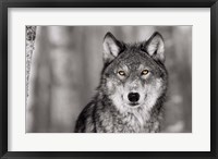 Pop of Color Wolf Framed Print