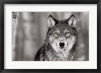 Pop of Color Wolf Framed Print