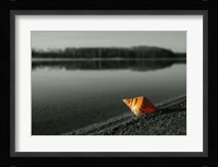Pop of Color Orange Shell Fine Art Print