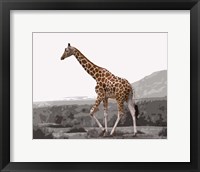 Pop of Color Lone Giraffe Fine Art Print