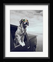 Pop of Color Cool Dog Fine Art Print