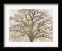 Sacred Oak Framed Print