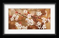 Sakura Fine Art Print