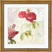 Redoute's Roses 2.0 II Fine Art Print