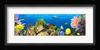 Life in the Coral Reef, Maldives Fine Art Print