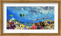 Reef Sharks and fish, Indian Sea Fine Art Print
