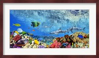 Reef Sharks and fish, Indian Sea Fine Art Print