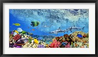 Reef Sharks and fish, Indian Sea Fine Art Print