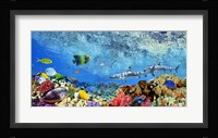 Reef Sharks and fish, Indian Sea Fine Art Print