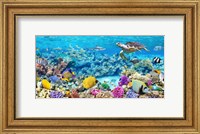 Sea Turtle and fish, Maldivian Coral Reef Fine Art Print
