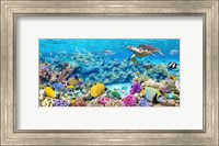 Sea Turtle and fish, Maldivian Coral Reef Fine Art Print