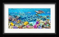 Sea Turtle and fish, Maldivian Coral Reef Fine Art Print
