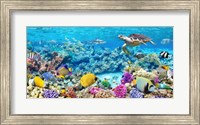 Sea Turtle and fish, Maldivian Coral Reef Fine Art Print