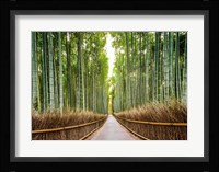 Bamboo Forest, Kyoto, Japan Fine Art Print